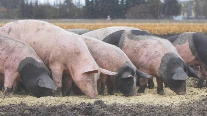 Peste porcina: una oportunidad para las carnes argentinas