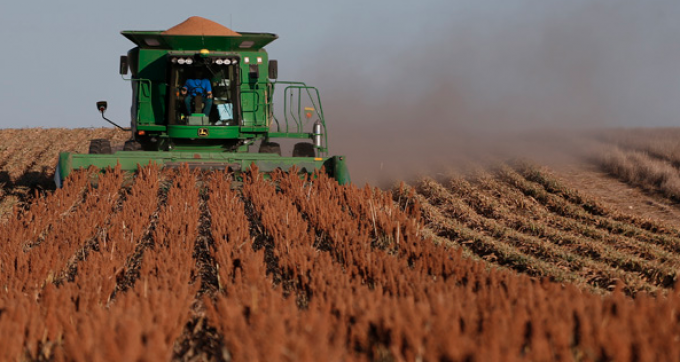 Luego de recolectarse más de 466.000 hectáreas a lo largo del país, el sorgo obtiene un rinde medio de 38,3 qq/ha. 