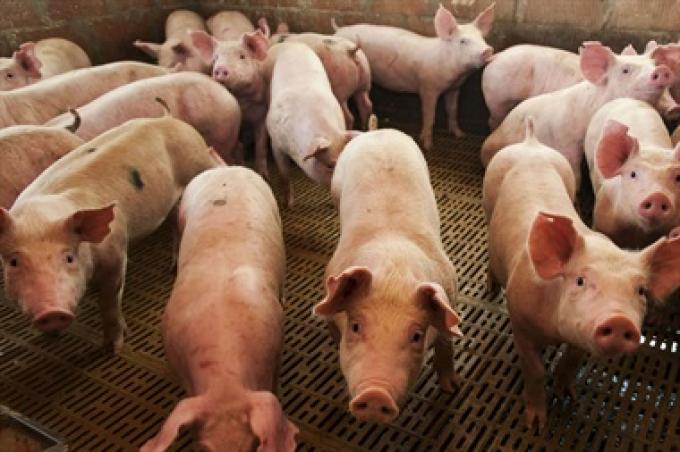Para 2025 los argentinos consumirán 25 kilos de cerdo