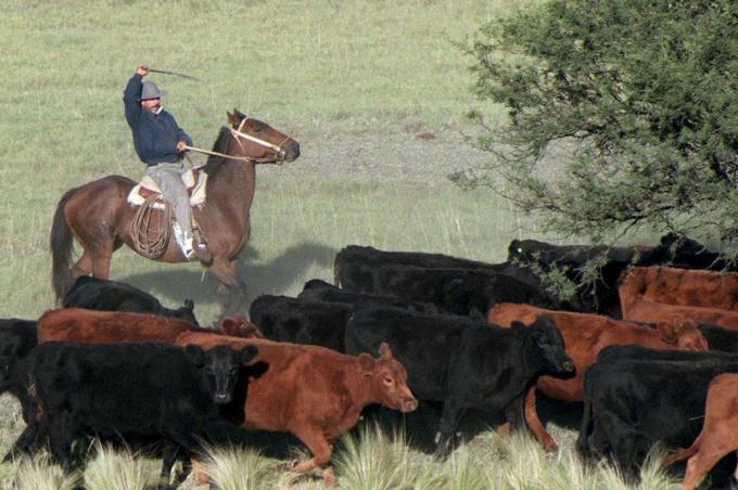 Contrato de pastaje: detalles que hay que tener en cuenta