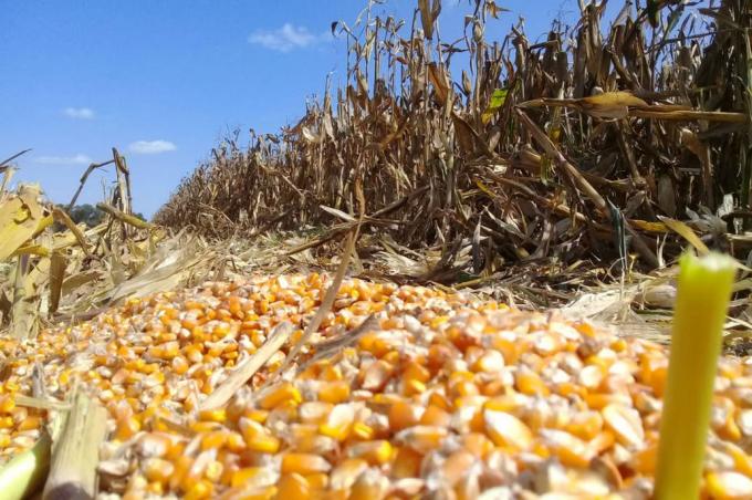 Sin ola de calor en Estados Unidos, el precio del maíz cayó un 2,63% en Chicago