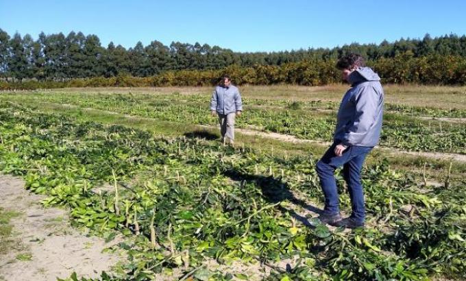 Decomisaron 4200 plantas cítricas producidas en Entre Ríos por HLB