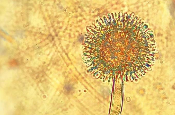 Establecen límites máximos de toxinas cancerígenas para alimentos a base de cereales: las empresas cuentan con dos años para cumplir la nueva exigencia