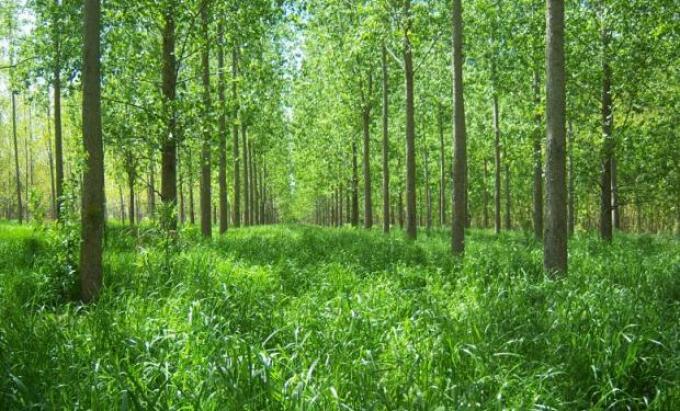 Una investigación muestra cómo duplicar la oferta de forraje bajo forestación
