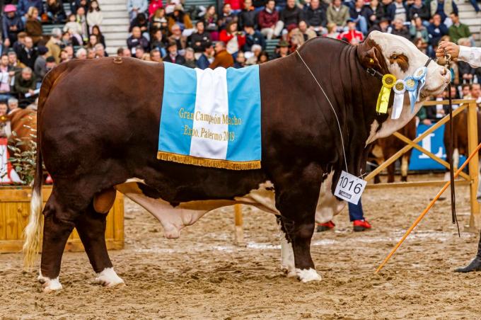 Exposición Rural. En Braford los grandes campeones son de Entre Ríos