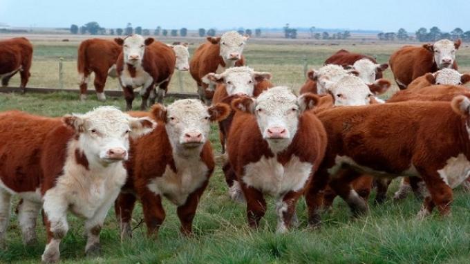 Novillo Mercosur: la Argentina tuvo la mayor baja de precios