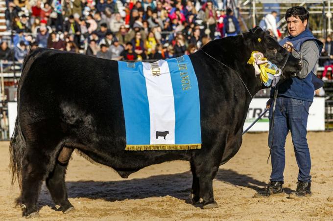 Exposición Rural. Un toro de Los Lazos, Gran Campeón Macho Aberdeen Angus