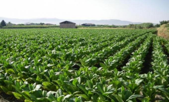 Con capacitaciones, buscan optimizar el rendimiento en las plantaciones de yerba mate
