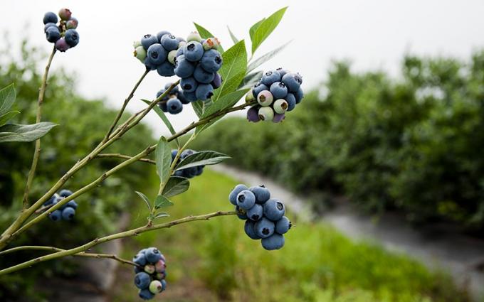 Productores de arándanos avisan que no tiene sentido seguir abriendo nuevos mercados si no se revierte “la tremenda carga impositiva que tenemos”