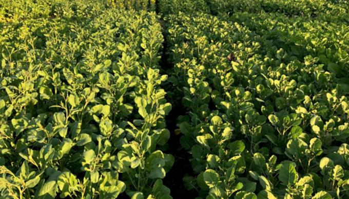 No solo en Uruguay: Argentina ya siembra Carinata, un cultivo de cobertura para biodiesel de aviones