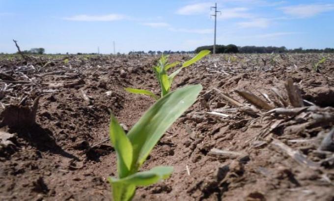 "Gran parte los productores están posicionados para la siembra, con insumos comprados"