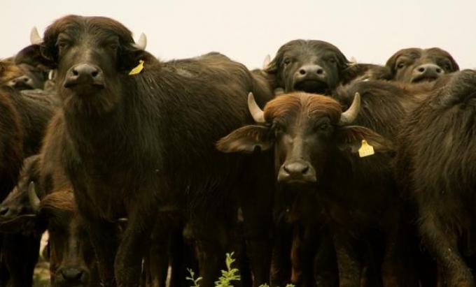 Descubren un virus de búfalos que contagia a vacas