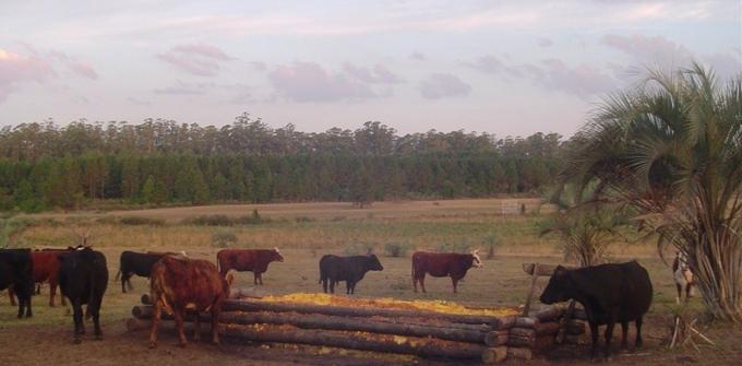Cáscaras, pulpa y semillas de cítricos, una alternativa forrajera para las vacas