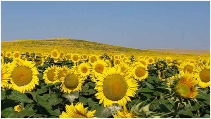 Girasol un cultivo que hay que cuidar y fomentar 