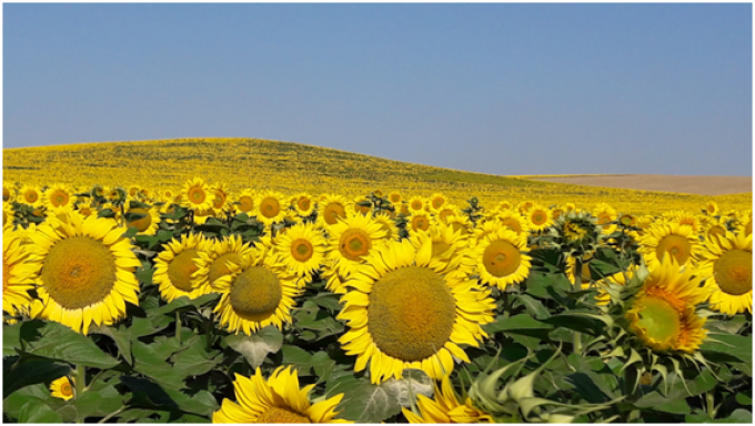 Girasol un cultivo que hay que cuidar y fomentar - Sociedad Rural de Rosario