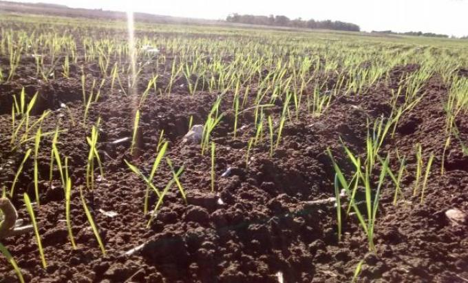 El trigo recuperó 3,43 millones de hectáreas contra el piso histórico del ciclo 2012/13