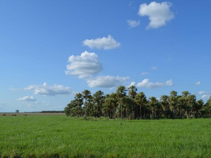 Cómo elegir la forrajera megatérmica ideal, según el ambiente