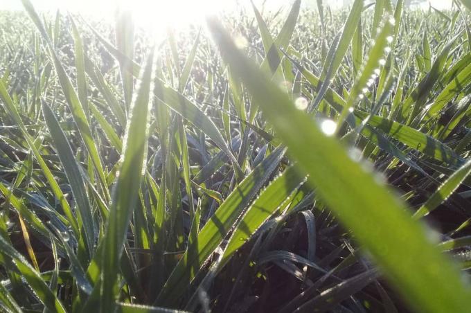 Los riesgos que enfrenta el trigo: déficit hídrico en algunas zonas y enfermedades