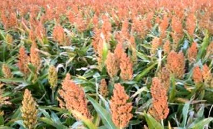 Restan 50 mil/ha para culminar la cosecha de sorgo