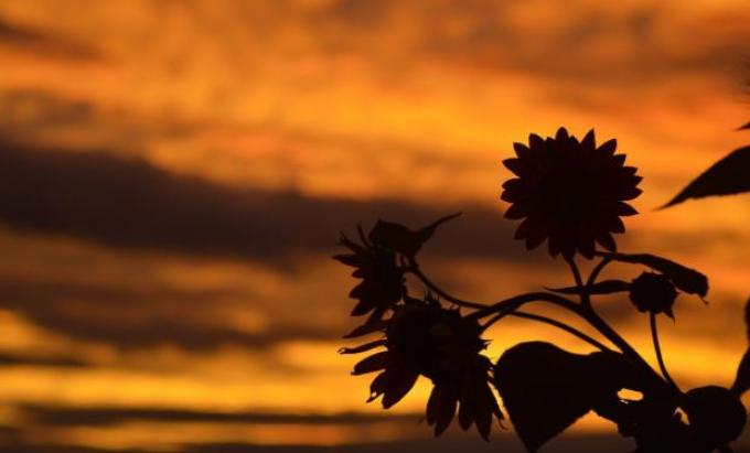 Girasol: encuentro entre la producción, la industria y el Estado por la caída en el área