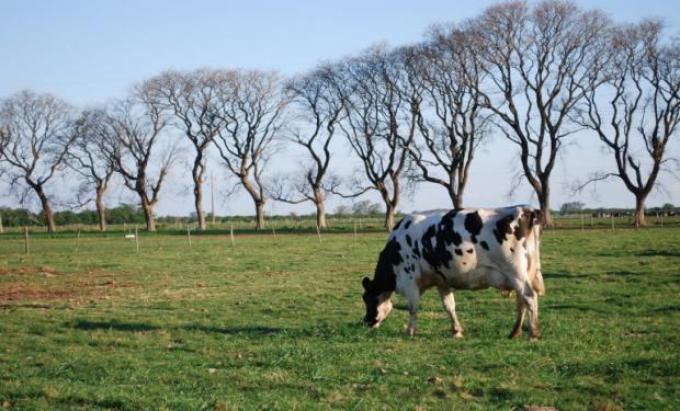 Crean un Programa de Buenas Prácticas Agropecuarias para la producción lechera