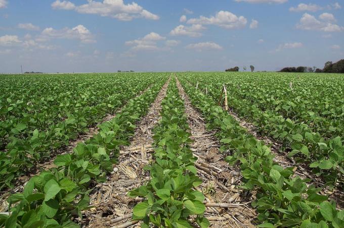 Sin rumbo cierto para la cosecha, en EE.UU. el precio de la soja cayó un 1,5%