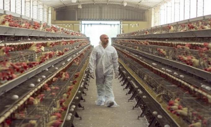Avicultura: extreman medidas sanitarias por un foco de influenza aviar en Chile