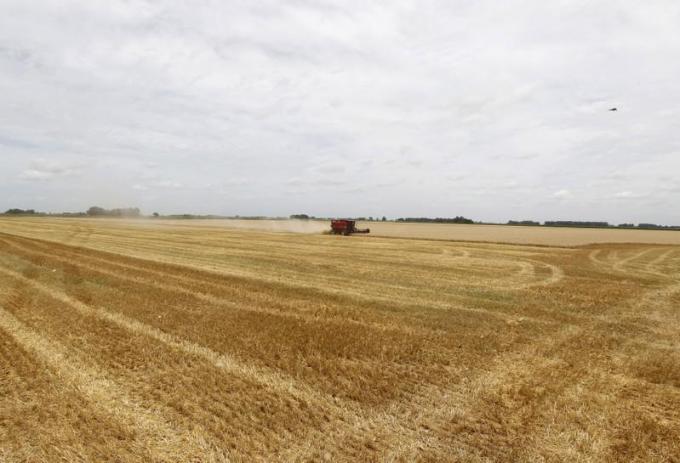 Clima seco recortará rendimiento de trigo en oeste agrícola de Argentina 