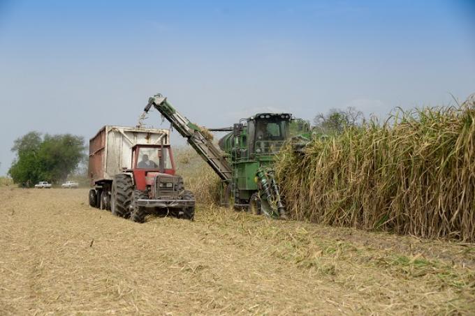 Se simplifican los trámites para exportar azúcar a Estados Unidos