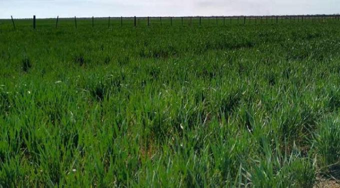 Trigo: se registran mejoras en la condición del cultivo y de humedad debido a las precipitaciones registradas en la última semana