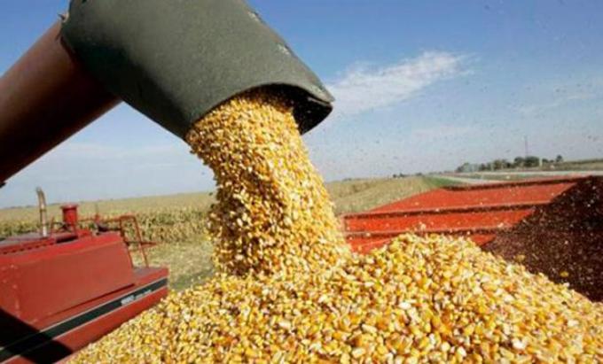 El fuerte aumento del petróleo alentó la suba del precio del maíz en la Bolsa de Chicago