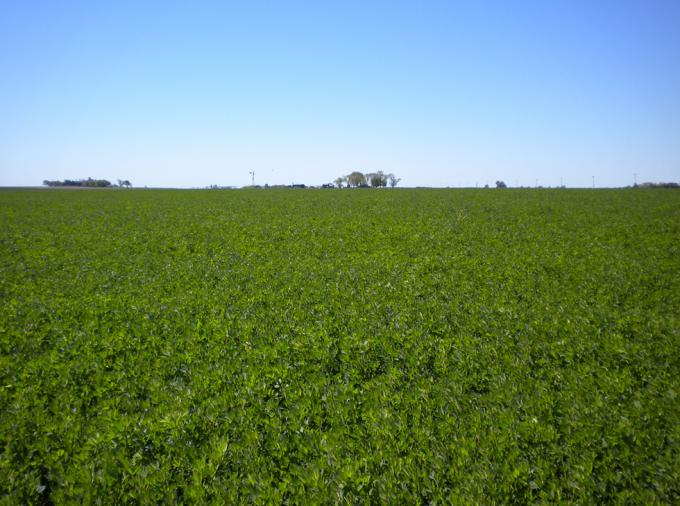 Siembra de Alfalfa en primavera
