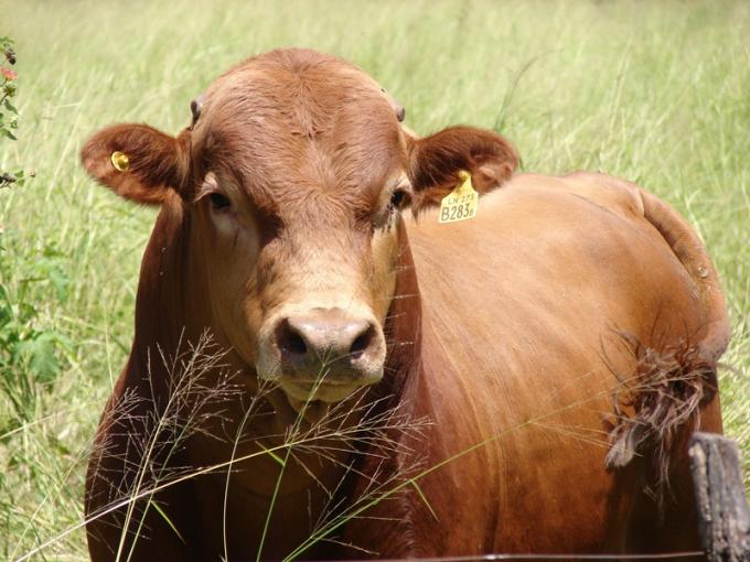 Controlar la sanidad en toros evita pérdidas de hasta un 30 %