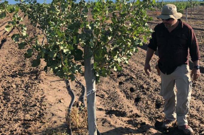 Pistachos: el "oro verde" que llevó a un porteño a vivir solo en motorhome en San Juan