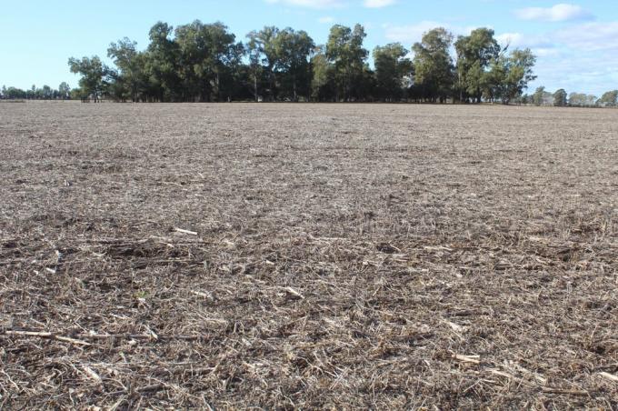 Efecto PASO, devaluación y restricciones: prevén una baja de los precios de los campos