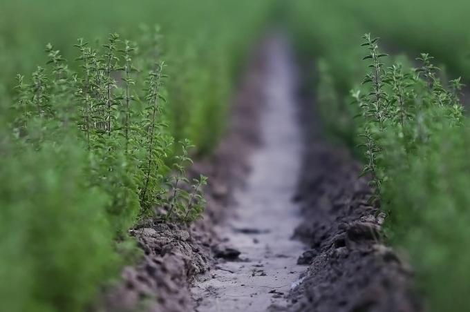 Logran conservar hasta un 50% más los alimentos con hierbas aromáticas