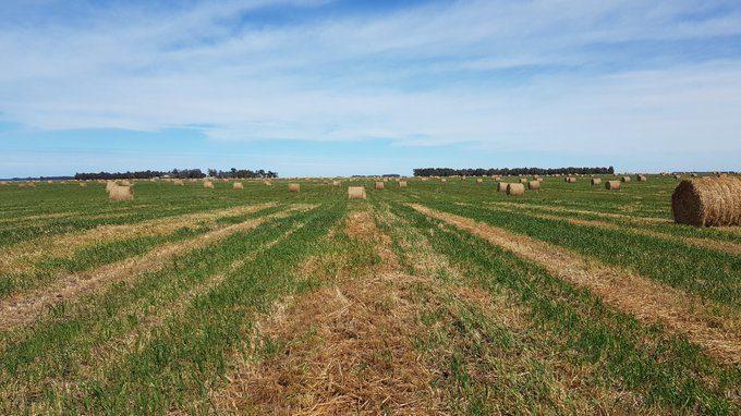 Alerta climática: siguen sin aparecer perspectivas de precipitaciones en la mayor parte de las zonas productivas necesitadas de agua