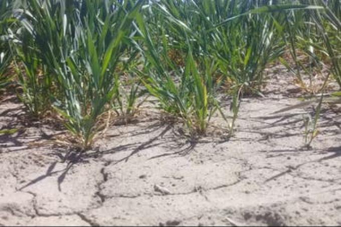 Alertan que la sequía en Buenos Aires ya afecta al 75% de la provincia y van 100 días sin lluvias importantes.