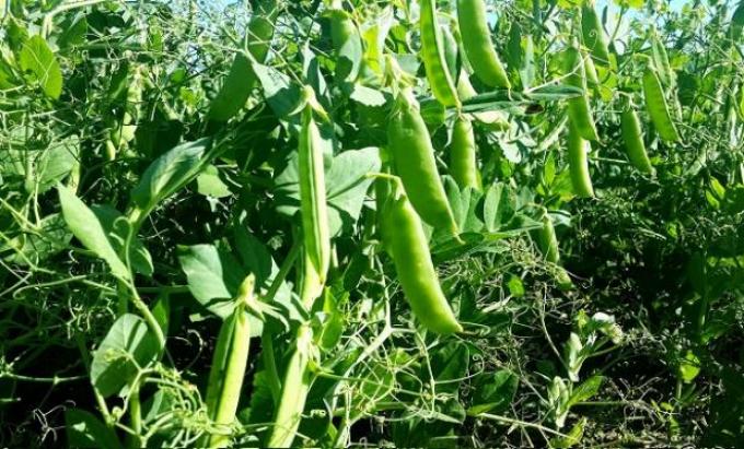 Arveja verde: el INTA desarrolló una nueva variedad con mayor comportamiento nutricional
