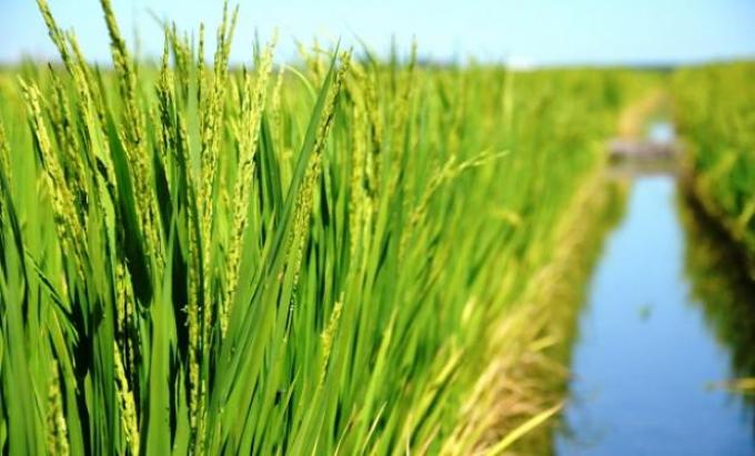 Advierten una crisis sostenida para el arroz y el sector bovino entró en alerta