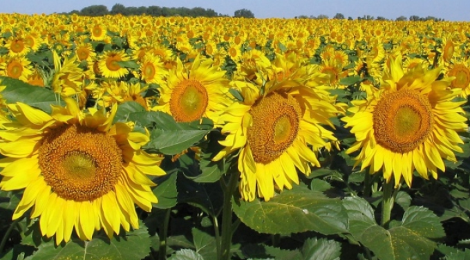 El 100% del girasol del centro y del norte del área agrícola presentan una condición de cultivo entre normal y excelente