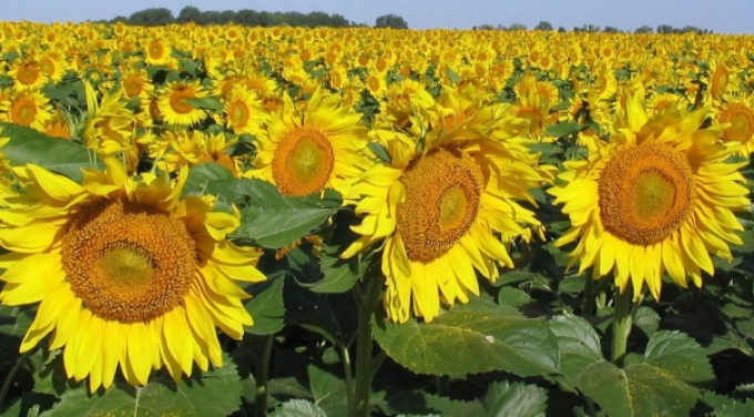 El 100% del girasol del centro y del norte del área agrícola presentan una  condición de cultivo entre normal y excelente - Sociedad Rural de Rosario