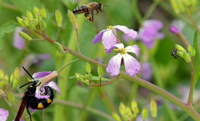 Aseguran que biodiversidad es solución caída rendimiento cultivos.