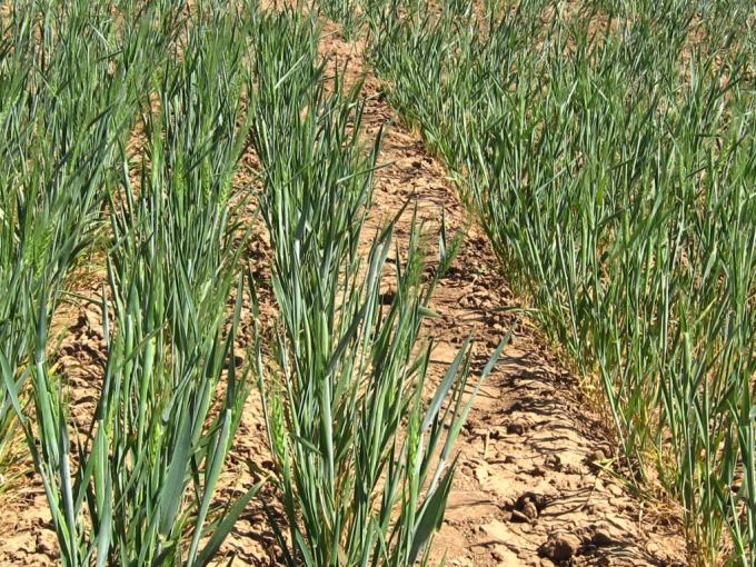 Efecto sequía: recortan en un millón de toneladas la cosecha de trigo