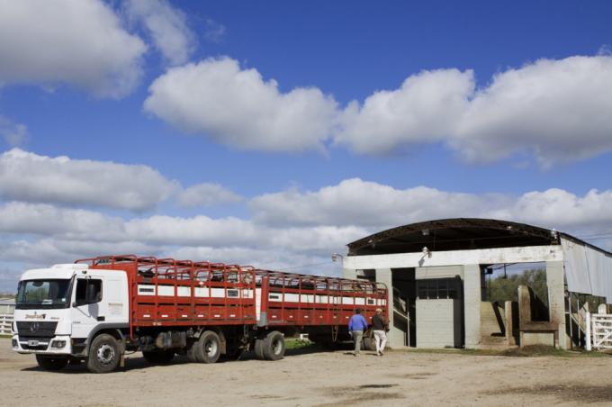 Menos burocracia: más del 60% de los certificados para transportar hacienda ya se gestionan por vía digital