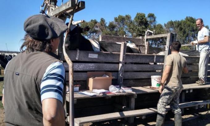 El Senasa verificó establecimientos certificados como libres de tuberculosis