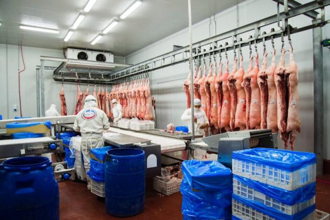 Oportunidad: Argentina ya tiene once frigoríficos porcinos habilitados para exportar carne a China