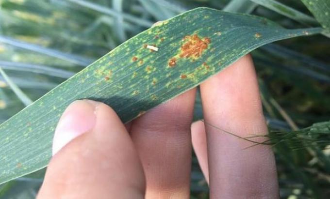 Cómo impactan los patógenos en la calidad comercial del trigo