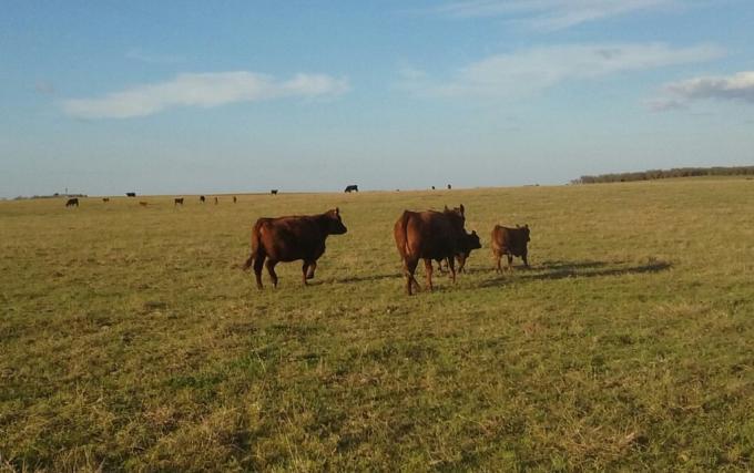 Reposicionamiento: en el último año Cresud liquidó mas de 6800 cabezas de su rodeo de cría