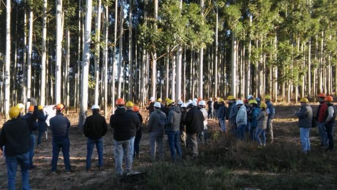 Cuáles son las expectativas para 2030 del sector forestal nacional